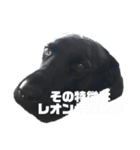 我が家のレオンくんスタンプ②（個別スタンプ：7）