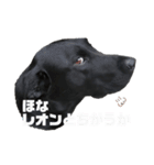 我が家のレオンくんスタンプ②（個別スタンプ：8）