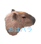 どうぶつスタンプ#（個別スタンプ：2）