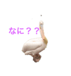 どうぶつスタンプ#（個別スタンプ：6）