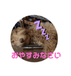 茶レンジャーズ1（個別スタンプ：8）