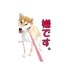 柴犬【ひなた】可愛らしい日常 実写犬（個別スタンプ：1）
