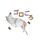 柴犬【ひなた】可愛らしい日常 実写犬（個別スタンプ：2）