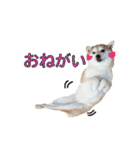 柴犬【ひなた】可愛らしい日常 実写犬（個別スタンプ：3）