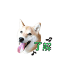 柴犬【ひなた】可愛らしい日常 実写犬（個別スタンプ：4）