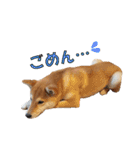 柴犬【ひなた】可愛らしい日常 実写犬（個別スタンプ：5）