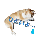 柴犬【ひなた】可愛らしい日常 実写犬（個別スタンプ：6）