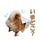 柴犬【ひなた】可愛らしい日常 実写犬（個別スタンプ：7）