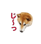柴犬【ひなた】可愛らしい日常 実写犬（個別スタンプ：8）