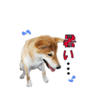 柴犬【ひなた】可愛らしい日常 実写犬（個別スタンプ：9）