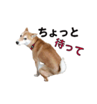 柴犬【ひなた】可愛らしい日常 実写犬（個別スタンプ：10）
