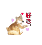 柴犬【ひなた】可愛らしい日常 実写犬（個別スタンプ：11）