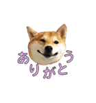 柴犬【ひなた】可愛らしい日常 実写犬（個別スタンプ：12）