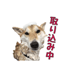 柴犬【ひなた】可愛らしい日常 実写犬（個別スタンプ：14）