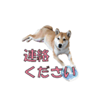 柴犬【ひなた】可愛らしい日常 実写犬（個別スタンプ：15）