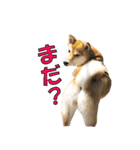 柴犬【ひなた】可愛らしい日常 実写犬（個別スタンプ：17）