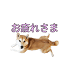 柴犬【ひなた】可愛らしい日常 実写犬（個別スタンプ：18）