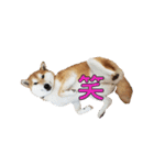 柴犬【ひなた】可愛らしい日常 実写犬（個別スタンプ：19）