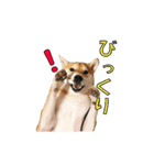 柴犬【ひなた】可愛らしい日常 実写犬（個別スタンプ：20）