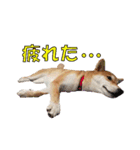 柴犬【ひなた】可愛らしい日常 実写犬（個別スタンプ：21）