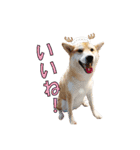 柴犬【ひなた】可愛らしい日常 実写犬（個別スタンプ：22）
