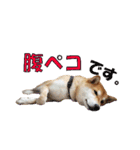 柴犬【ひなた】可愛らしい日常 実写犬（個別スタンプ：23）