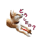 柴犬【ひなた】可愛らしい日常 実写犬（個別スタンプ：24）