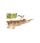 柴犬【ひなた】可愛らしい日常 実写犬（個別スタンプ：25）