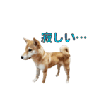 柴犬【ひなた】可愛らしい日常 実写犬（個別スタンプ：26）