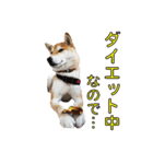 柴犬【ひなた】可愛らしい日常 実写犬（個別スタンプ：27）
