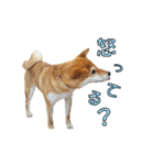 柴犬【ひなた】可愛らしい日常 実写犬（個別スタンプ：28）