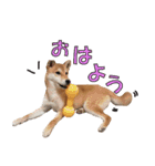 柴犬【ひなた】可愛らしい日常 実写犬（個別スタンプ：29）