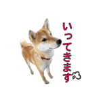 柴犬【ひなた】可愛らしい日常 実写犬（個別スタンプ：30）