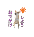 柴犬【ひなた】可愛らしい日常 実写犬（個別スタンプ：31）