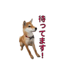 柴犬【ひなた】可愛らしい日常 実写犬（個別スタンプ：32）