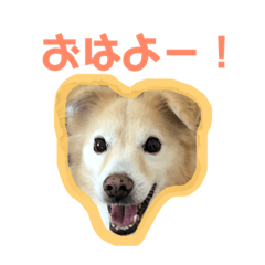 [LINEスタンプ] わんわんの日常。第2弾！