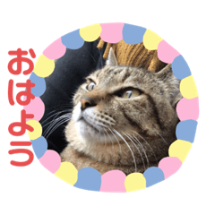 [LINEスタンプ] 田中家の華