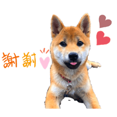 [LINEスタンプ] 柴犬きな子