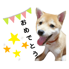[LINEスタンプ] 柴犬 すたんぷ