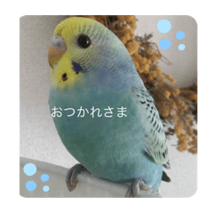 [LINEスタンプ] 癒しのインコ達