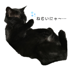 [LINEスタンプ] ジジのどこでも使えるスタンプ