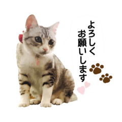 Yume☆Cocoa