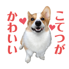 [LINEスタンプ] コーギー こてつのスタンプ