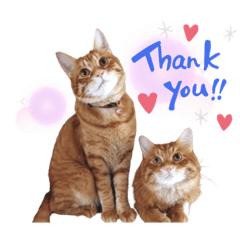 [LINEスタンプ] Ginger Tabby Cat Brothers 2