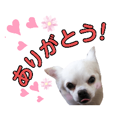 [LINEスタンプ] I love Tommy