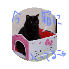 [LINEスタンプ] クロちゃんスタンプ～我が家の可愛い黒猫～の画像（メイン）