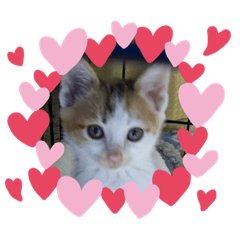 [LINEスタンプ] バラエティキャットスタンプ