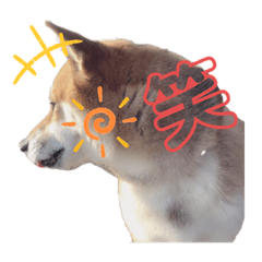 [LINEスタンプ] 愛犬りんの画像（メイン）