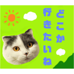 [LINEスタンプ] にゃーこのつぶやき