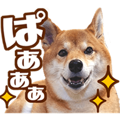 [LINEスタンプ] 柴犬あずきの写真スタンプ【デカ文字】